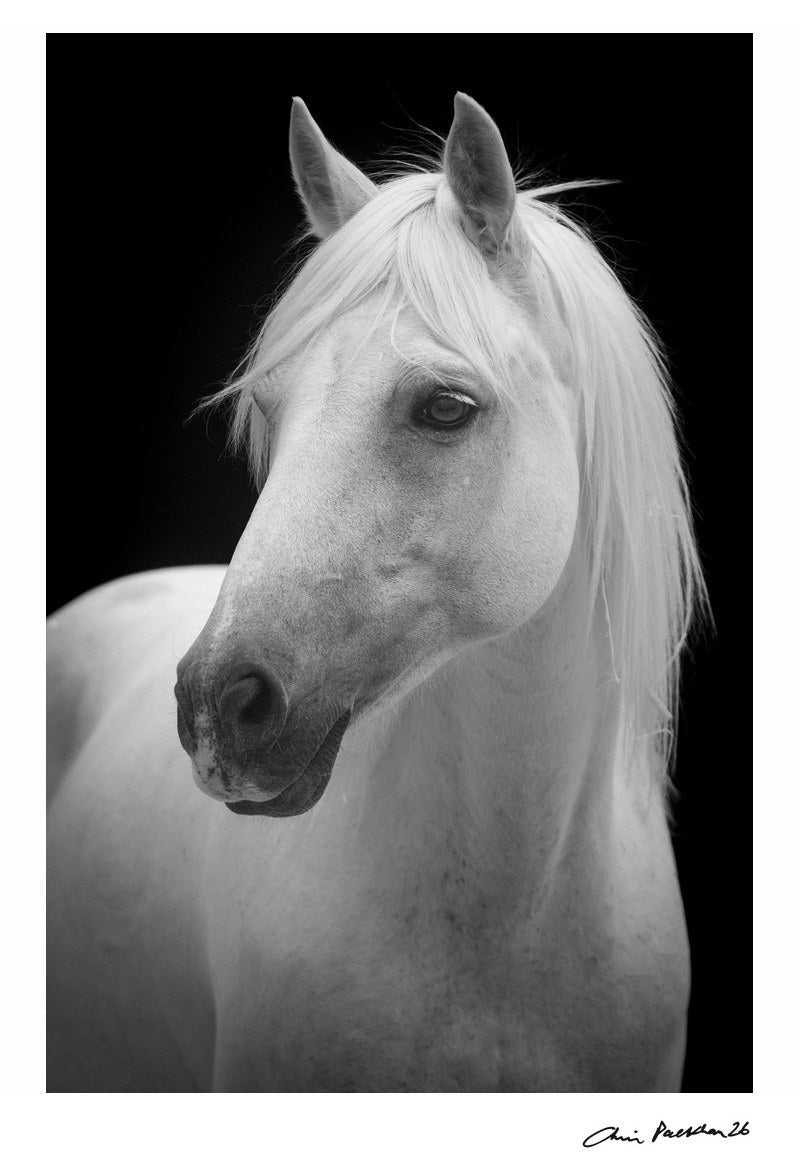 Catherine Deneuve by Chris Packham – Limited Edition Print.