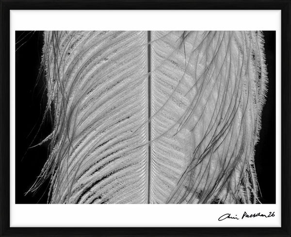 Fancy Tickle — Limited Edition Print, framed - Chris Packham