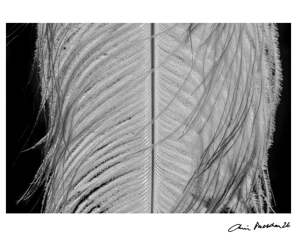 Fancy Tickle – Limited Edition Print by Chris Packham – Limited Edition Print.