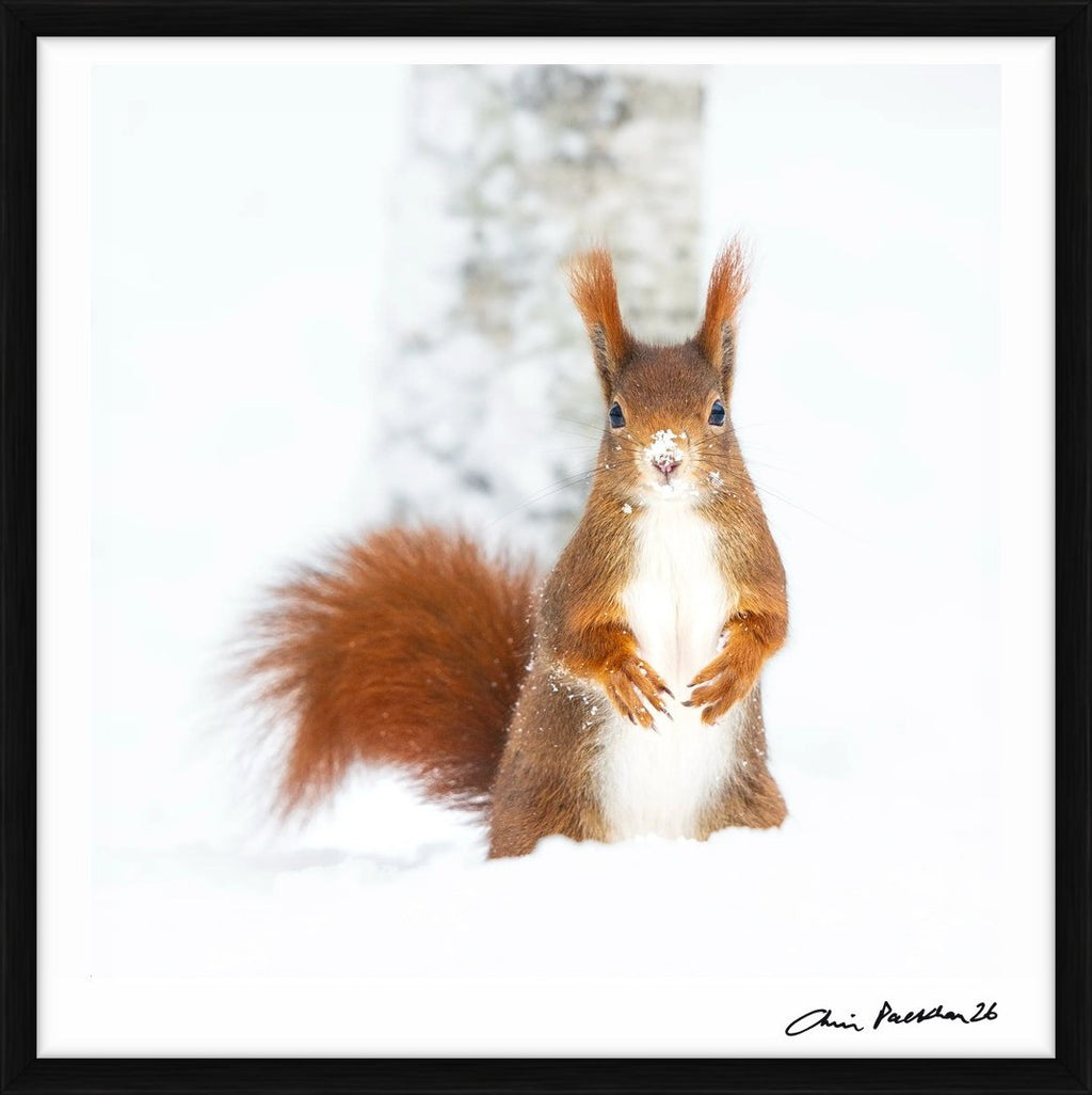 Frozen Nuts – Limited Edition Print by Chris Packham – Limited Edition Print.
