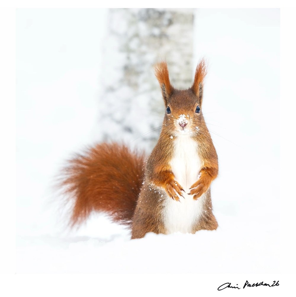 Frozen Nuts by Chris Packham – Limited Edition Print.