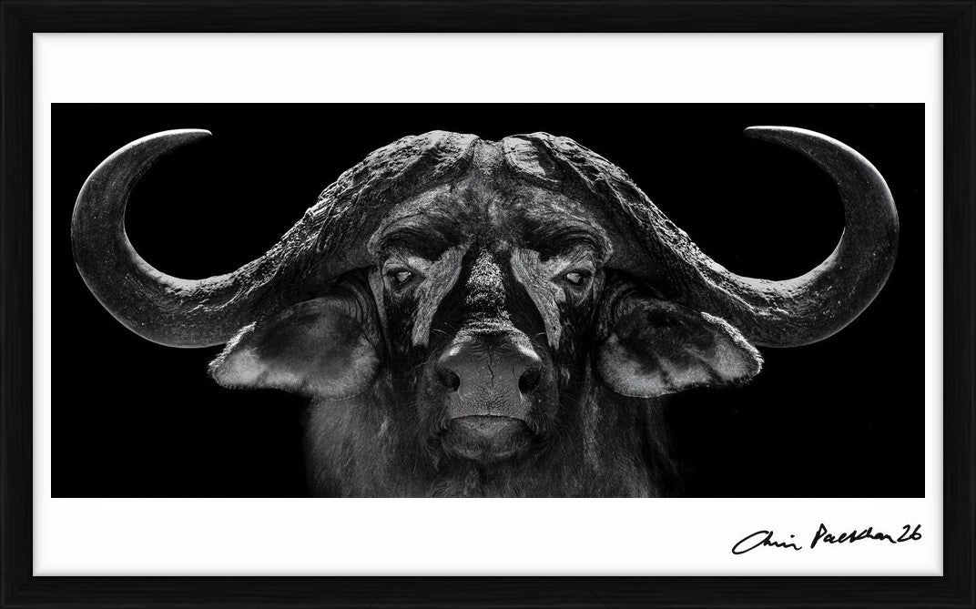 God of War by Chris Packham – Limited Edition Print.
