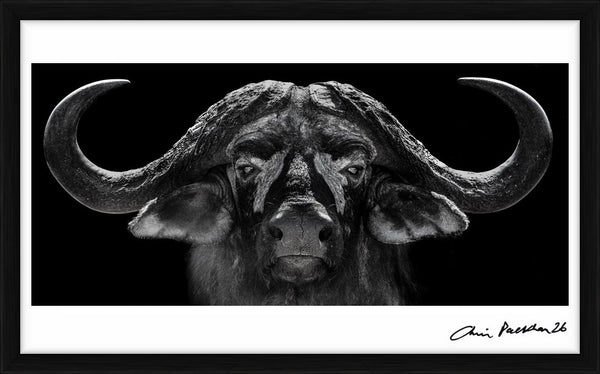 God of War — Limited Edition Print, framed - Chris Packham