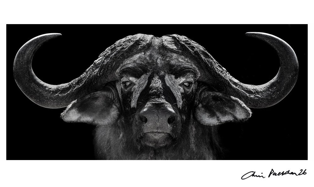 God of War – Limited Edition Print by Chris Packham – Limited Edition Print.