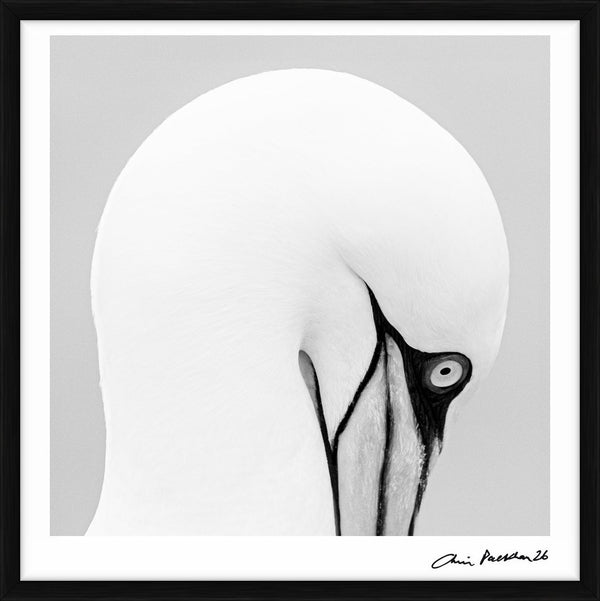 Grace Kelly — Limited Edition Print, framed - Chris Packham