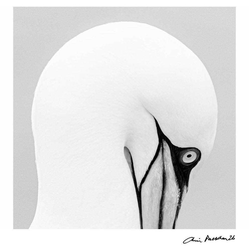 Grace Kelly – Limited Edition Print by Chris Packham – Limited Edition Print.