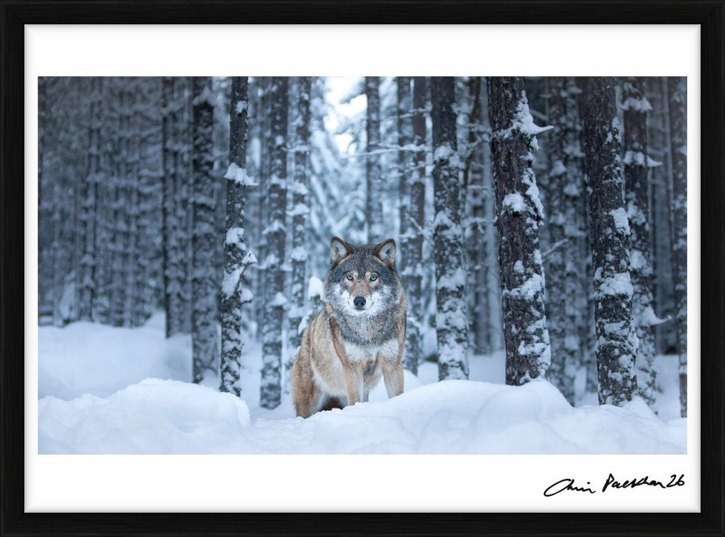 Hello, Grandma! – Limited Edition Print by Chris Packham – Limited Edition Print.