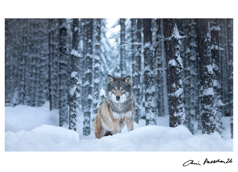 Hello, Grandma! – Limited Edition Print by Chris Packham – Limited Edition Print.