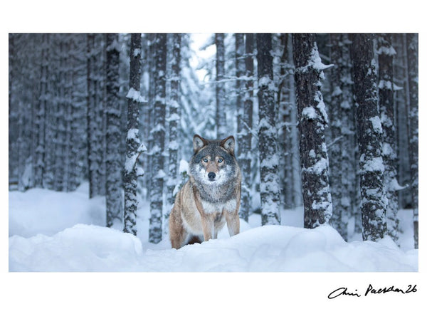 Hello, Grandma! — Signed Limited Edition Print - Chris Packham