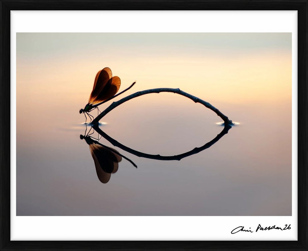 Japonisme – Limited Edition Print by Chris Packham – Limited Edition Print.