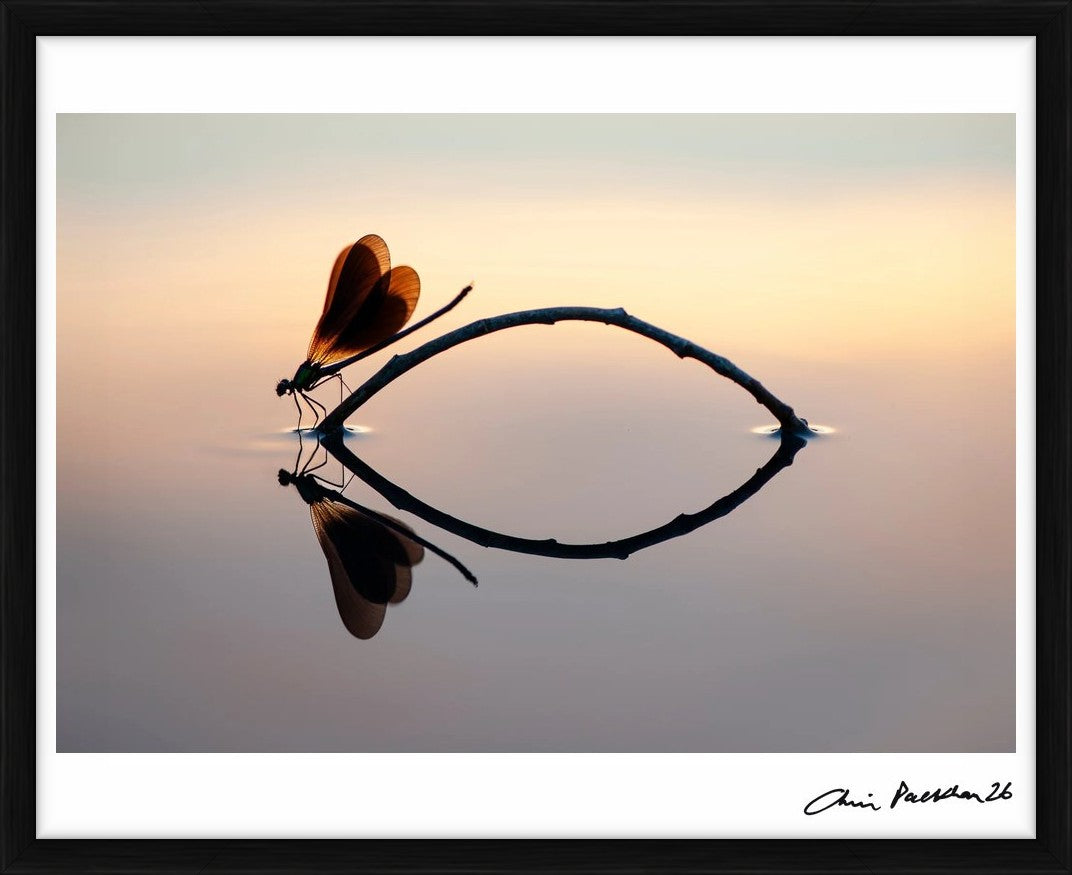 Japonisme by Chris Packham – Limited Edition Print.