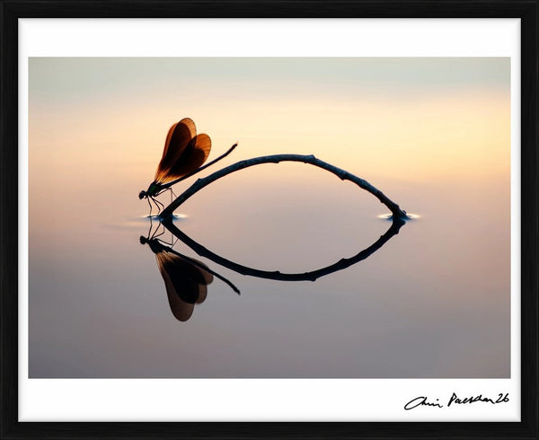 Japonisme — Limited Edition Print, framed - Chris Packham