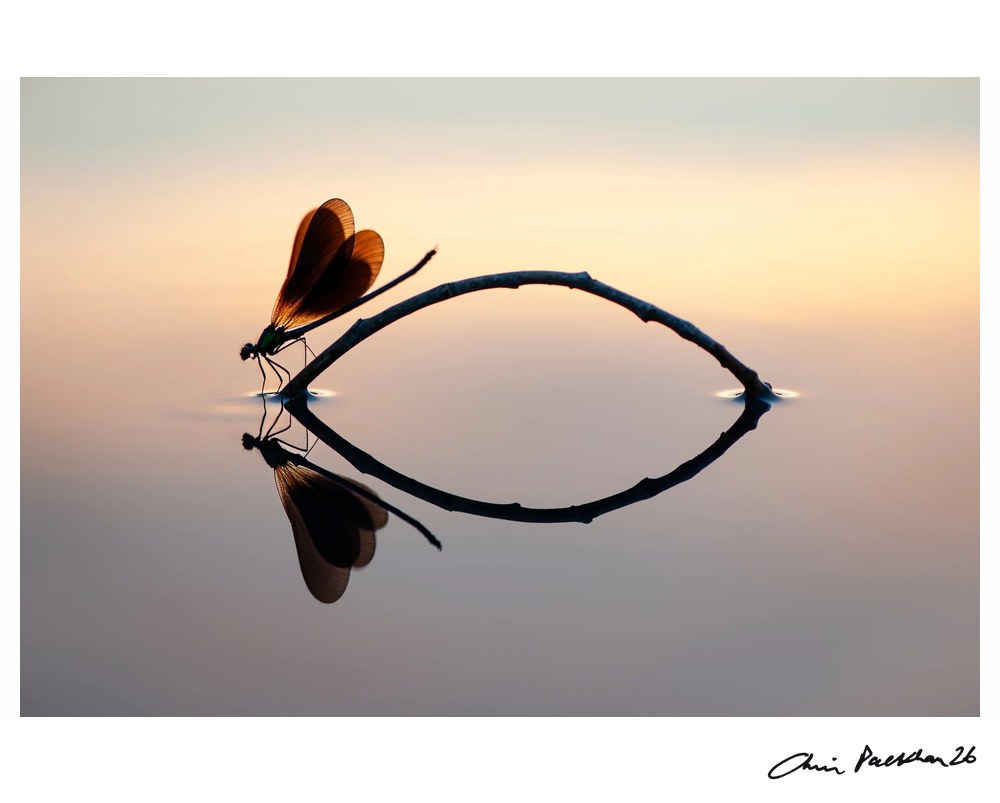 Japonisme by Chris Packham – Limited Edition Print.