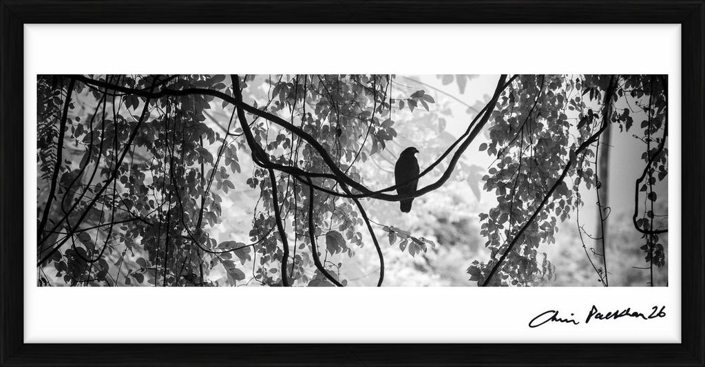 Killer in Repose – Limited Edition Print by Chris Packham – Limited Edition Print.