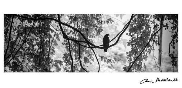 Killer in Repose — Signed Limited Edition Print - Chris Packham