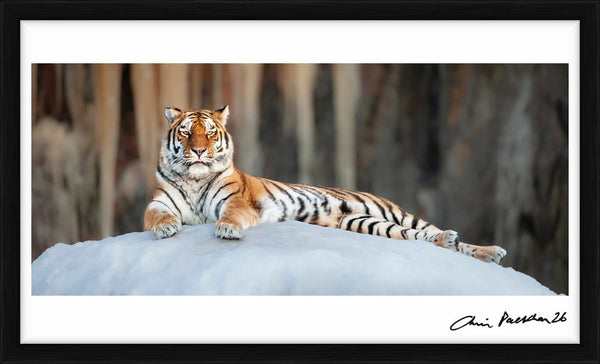 Nature's Greatest Masterpiece — Limited Edition Print, framed - Chris Packham