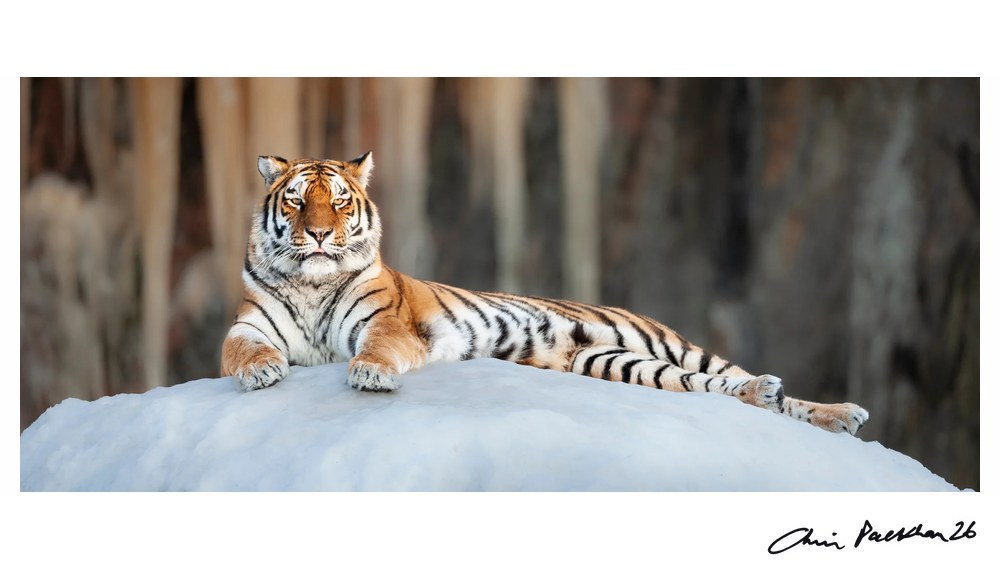 Nature's Greatest Masterpiece by Chris Packham – Limited Edition Print.