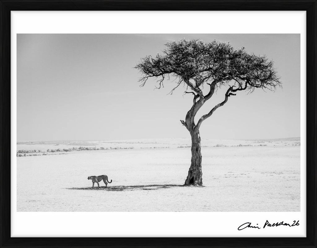 Pen and Ink – Limited Edition Print by Chris Packham – Limited Edition Print.