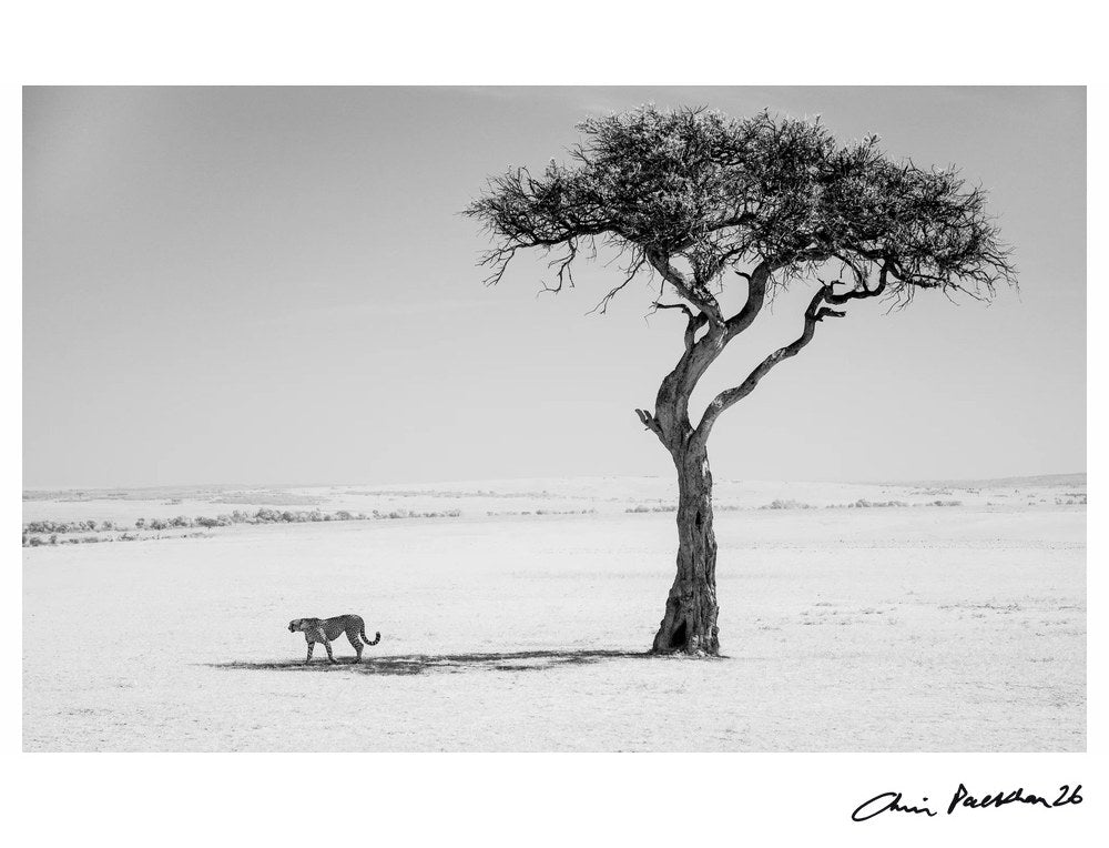 Pen and Ink by Chris Packham – Limited Edition Print.