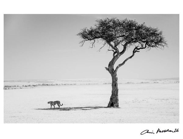 Pen and Ink — Signed Limited Edition Print - Chris Packham