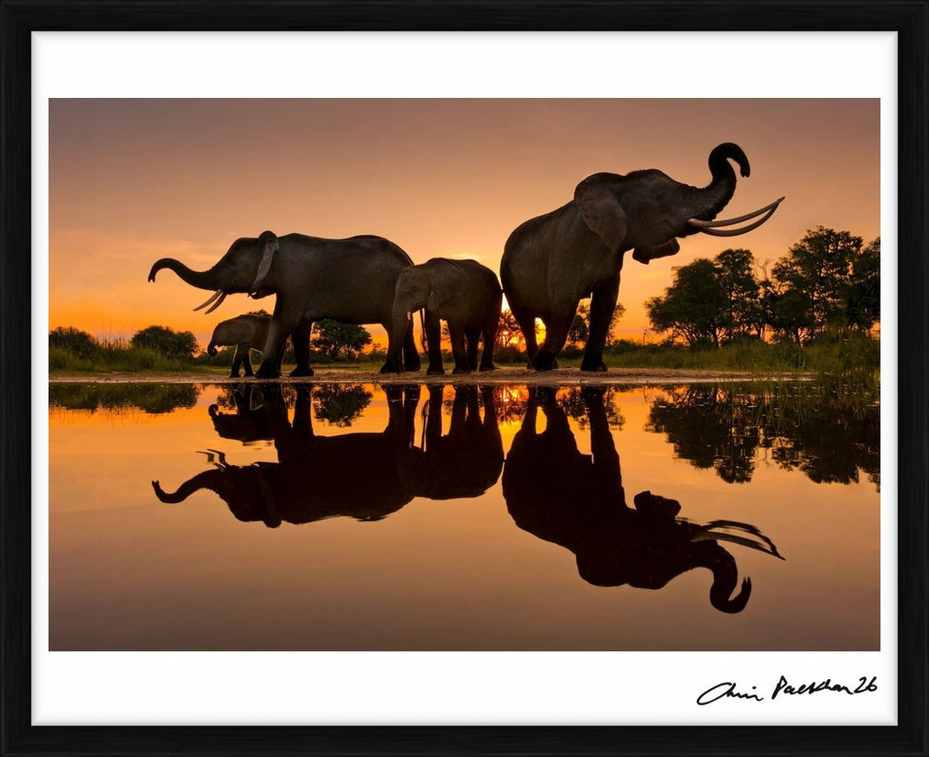 Rorschach Family – Limited Edition Print by Chris Packham – Limited Edition Print.