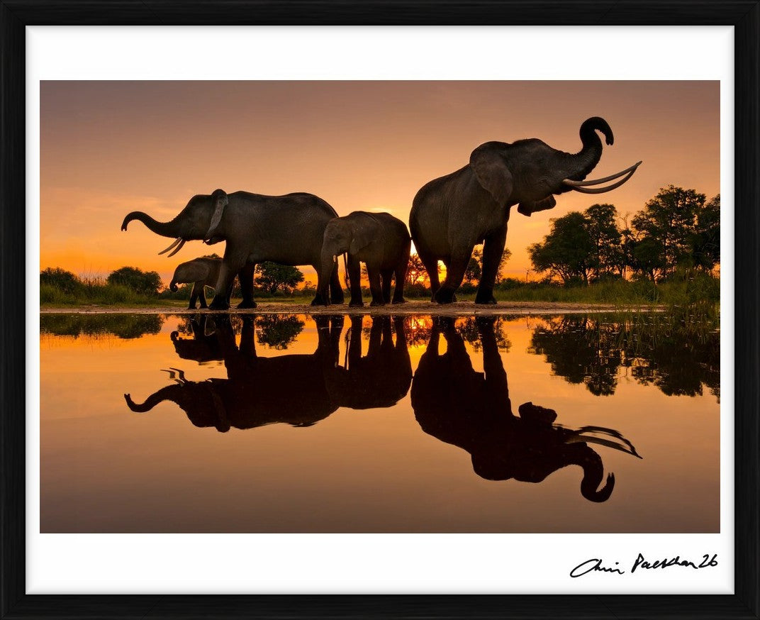 Rorschach Family by Chris Packham – Limited Edition Print.