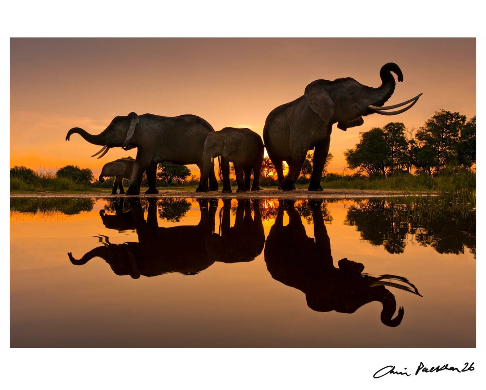 Rorschach Family – Limited Edition Print by Chris Packham – Limited Edition Print.