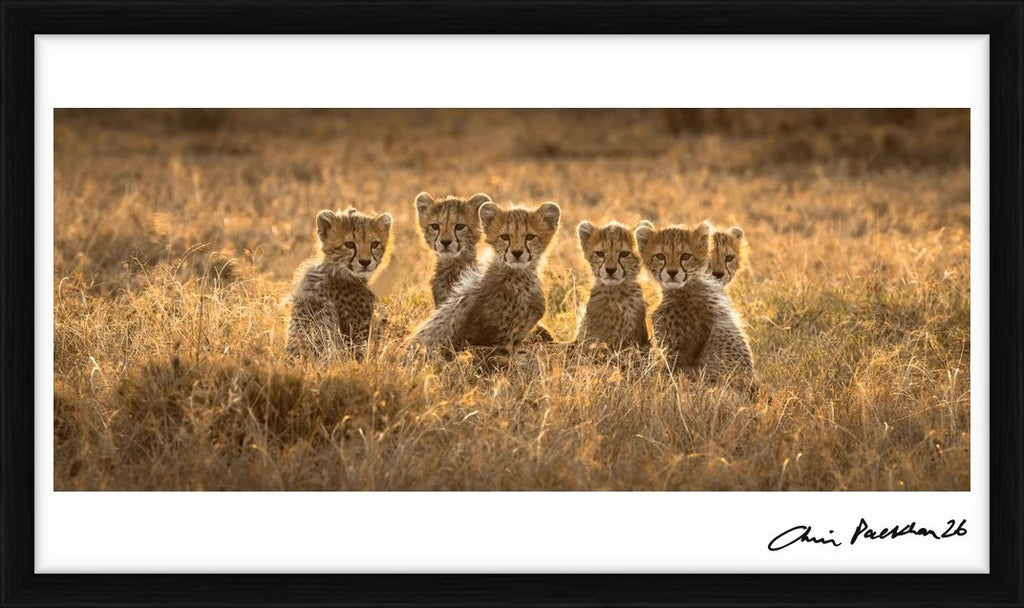 Sixes, Not Sevens – Limited Edition Print by Chris Packham – Limited Edition Print.