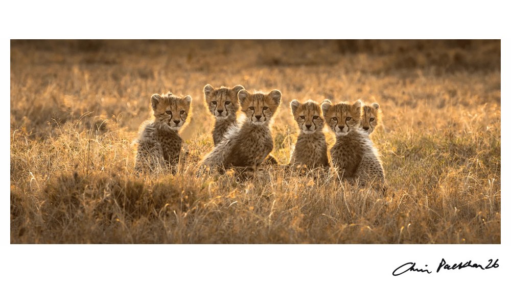 Sixes, Not Sevens by Chris Packham – Limited Edition Print.