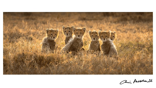 Sixes, Not Sevens — Signed Limited Edition Print - Chris Packham