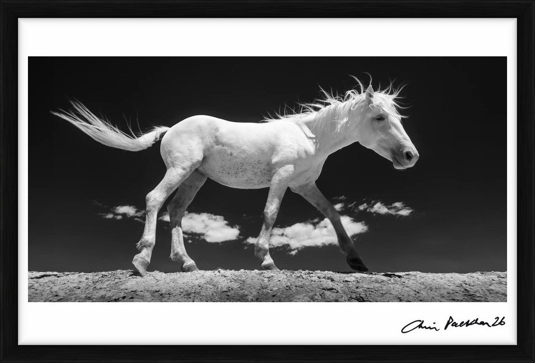 Skydancer by Chris Packham – Limited Edition Print.