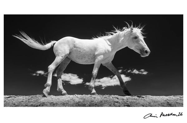 Skydancer — Signed Limited Edition Print - Chris Packham