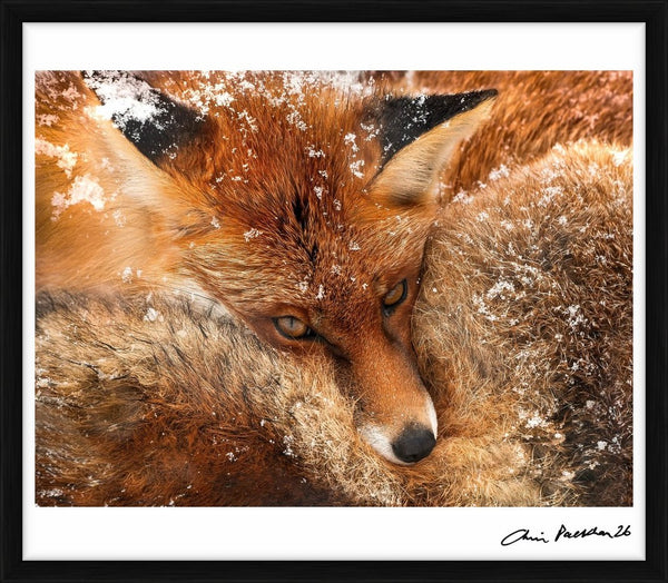 Snowflakes on Fire — Limited Edition Print, framed - Chris Packham