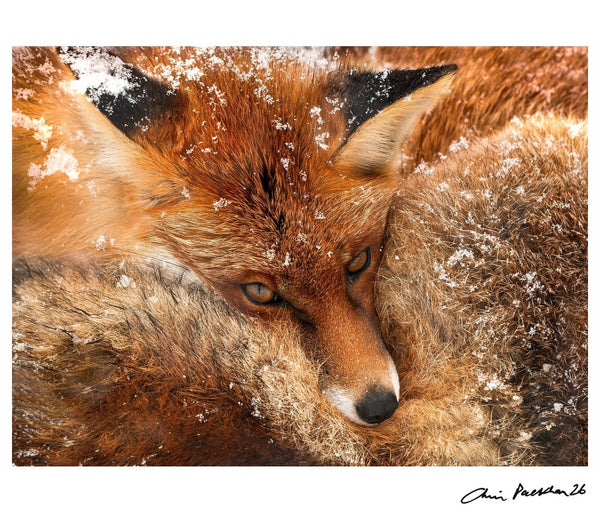Snowflakes on Fire — Signed Limited Edition Print - Chris Packham