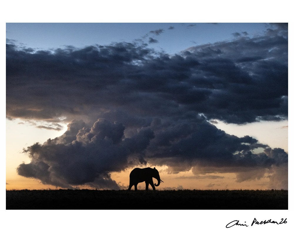 Stormchaser – Limited Edition Print by Chris Packham – Limited Edition Print.