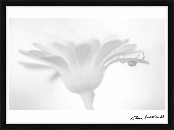 Sweet Assasin — Limited Edition Print, framed - Chris Packham