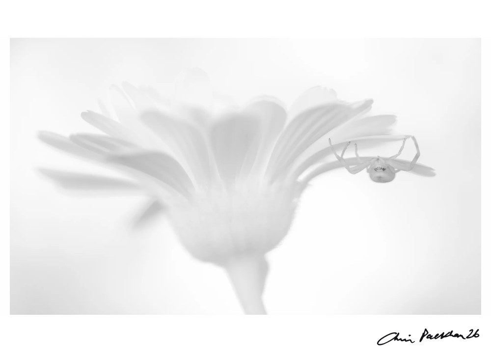 Sweet Assasin – Limited Edition Print by Chris Packham – Limited Edition Print.