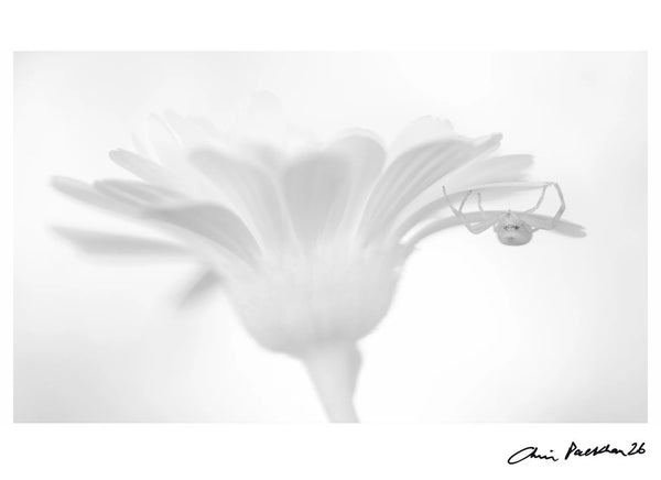Sweet Assasin — Signed Limited Edition Print - Chris Packham