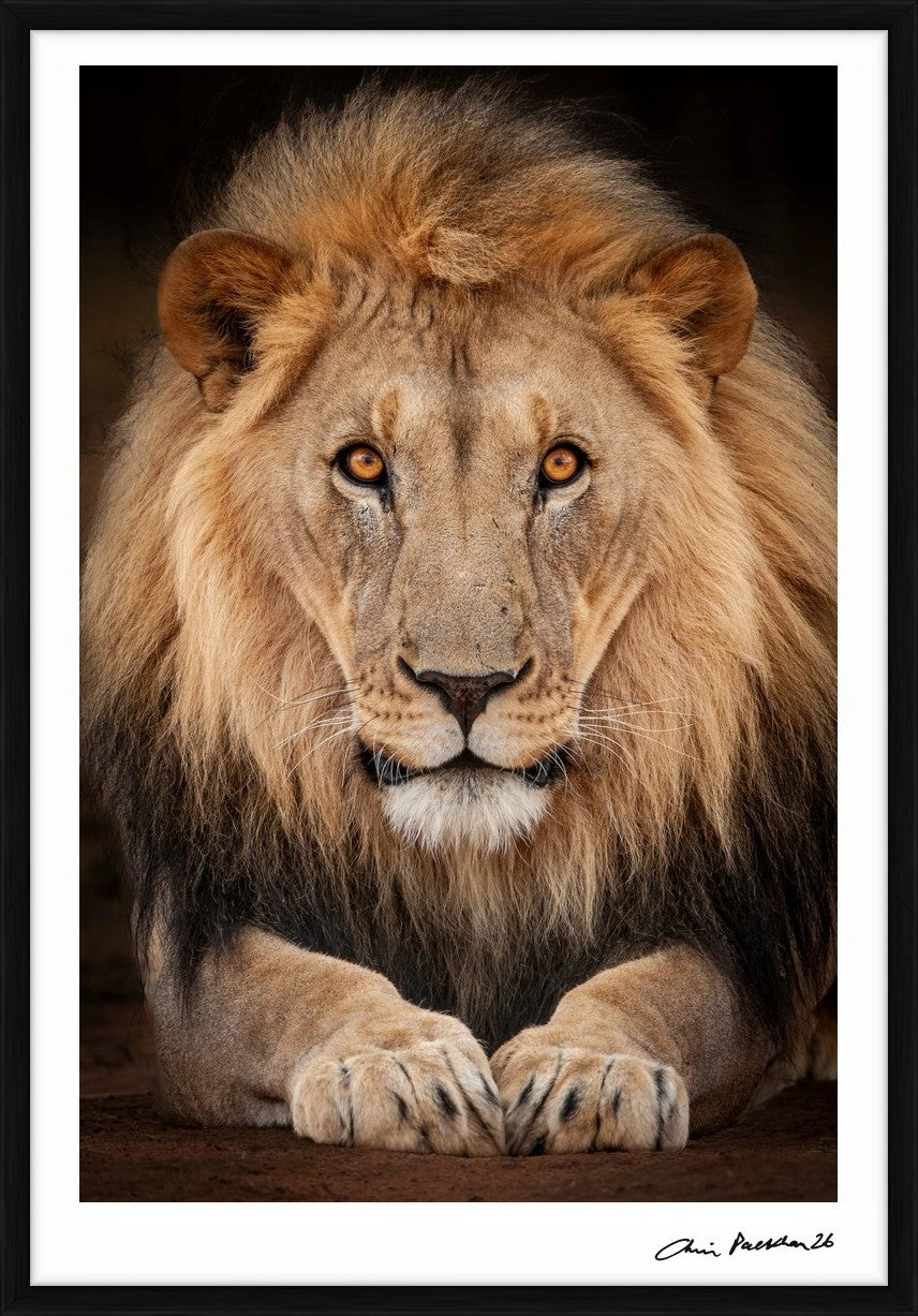 Trust Me… – Limited Edition Print by Chris Packham – Limited Edition Print.