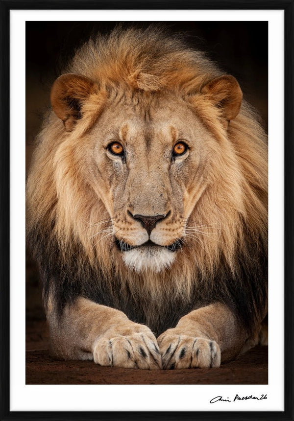 Trust Me… — Limited Edition Print, framed - Chris Packham