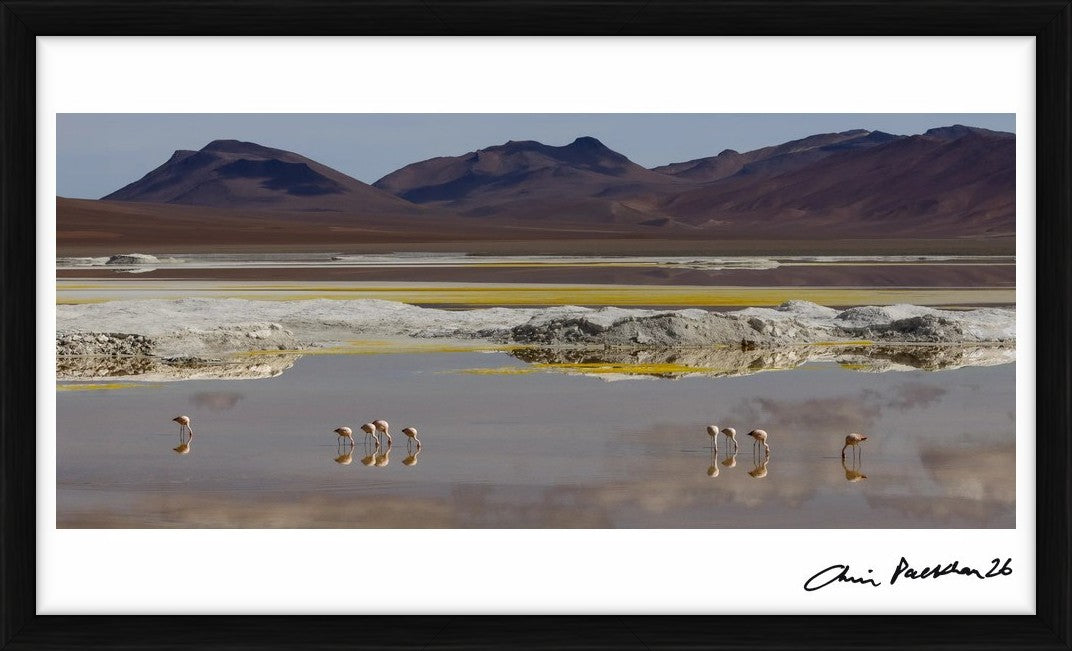 Very Private Dancers by Chris Packham – Limited Edition Print.