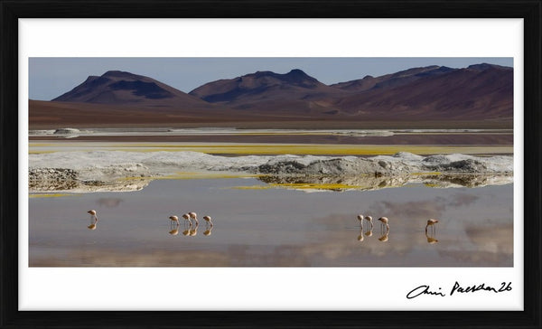 Very Private Dancers — Limited Edition Print, framed - Chris Packham