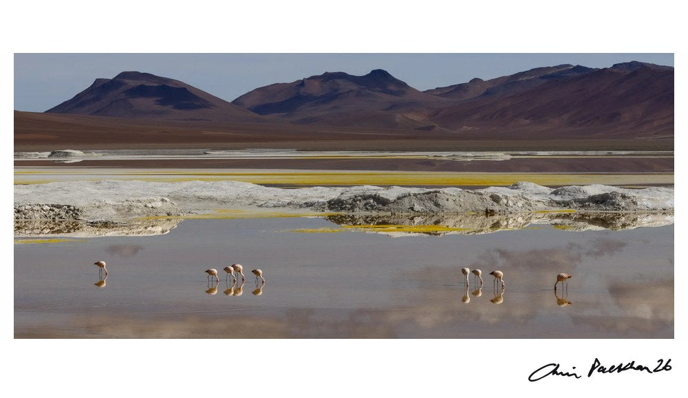 Very Private Dancers by Chris Packham – Limited Edition Print.