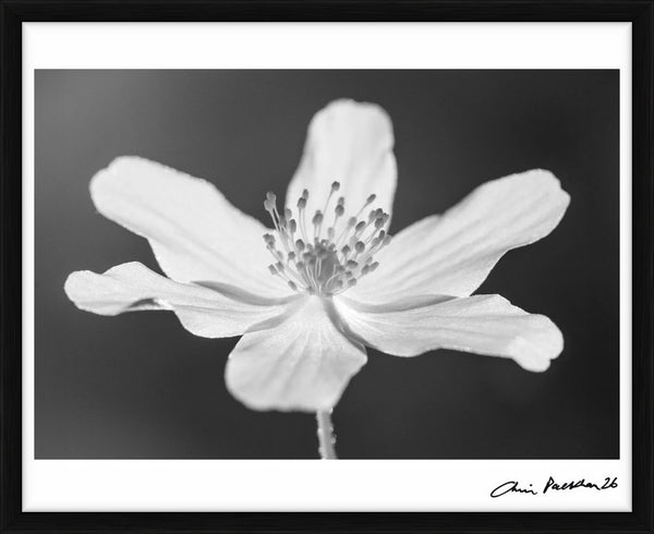 Windflower — Limited Edition Print, framed - Chris Packham