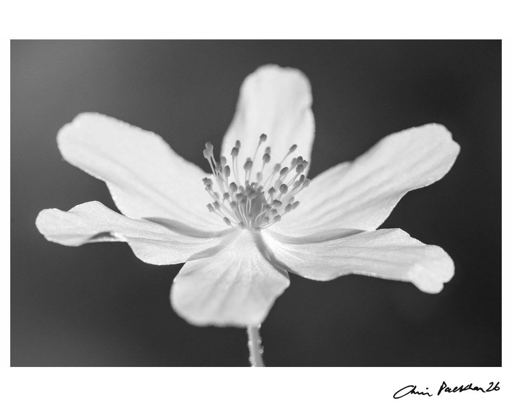 Windflower by Chris Packham – Limited Edition Print.