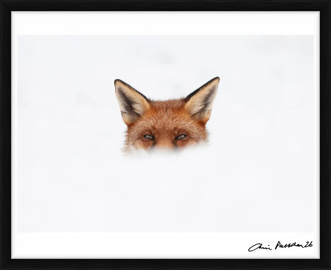 You Ain't See Me by Chris Packham – Limited Edition Print.