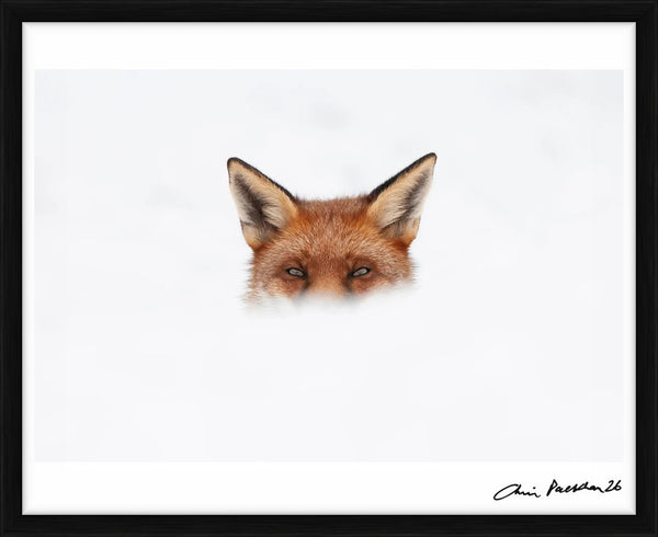 You Ain't See Me — Limited Edition Print, framed - Chris Packham