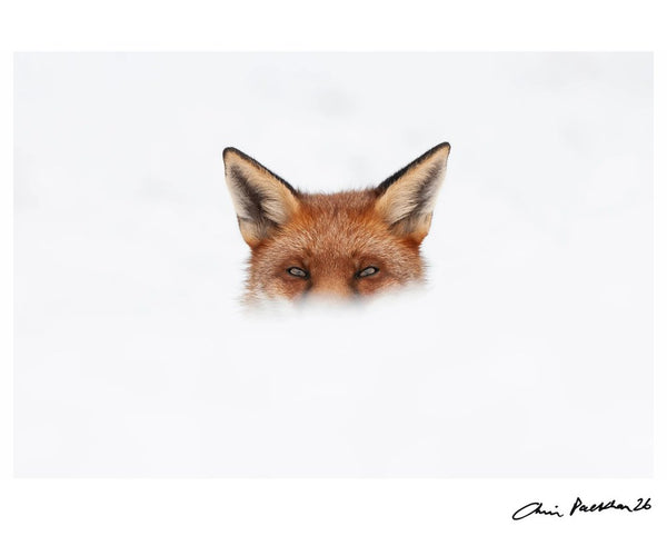You Ain't See Me — Signed Limited Edition Print - Chris Packham