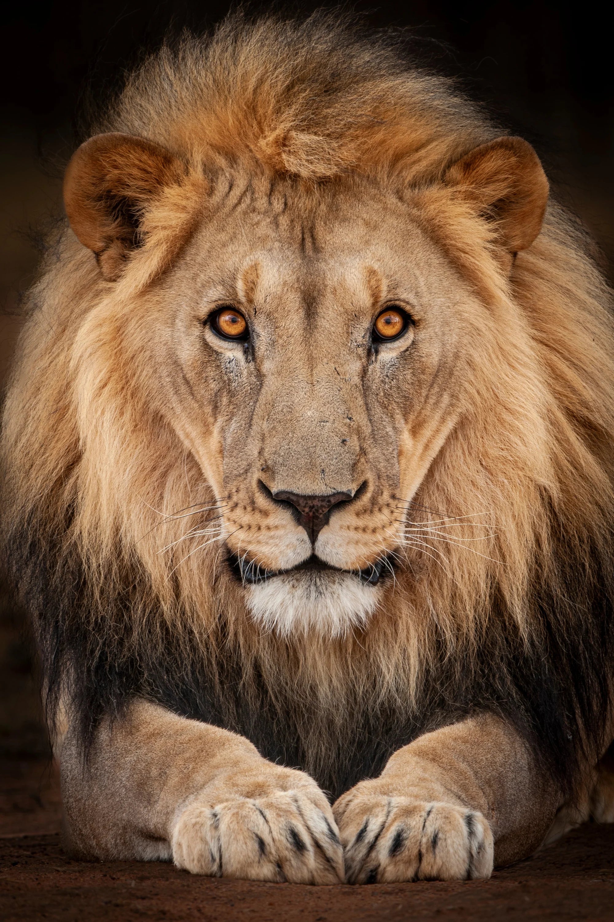 Trust Me… – Limited Edition Print