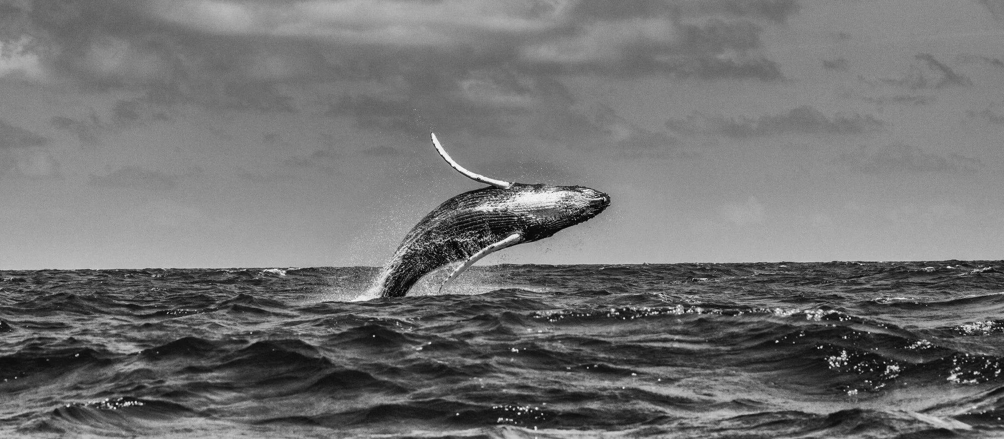 Leap – Silver Bank, Dominica, 2017